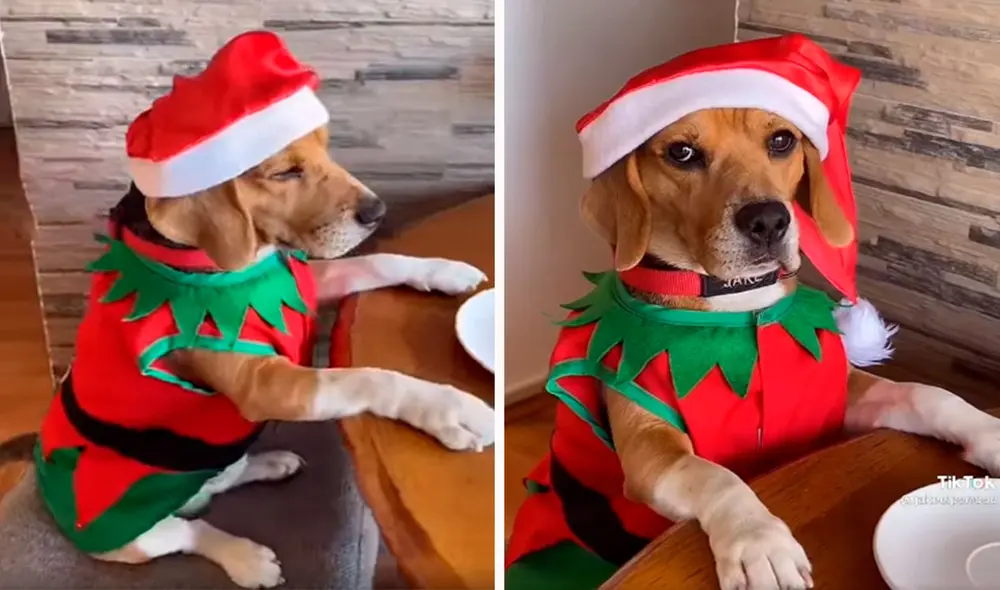 Una joven grabó la curiosa acción de su mascota que se acomodó en la silla y colocó sus patas delanteras sobre la mesa para que le sirvan su comida. Foto: captura de YouTube