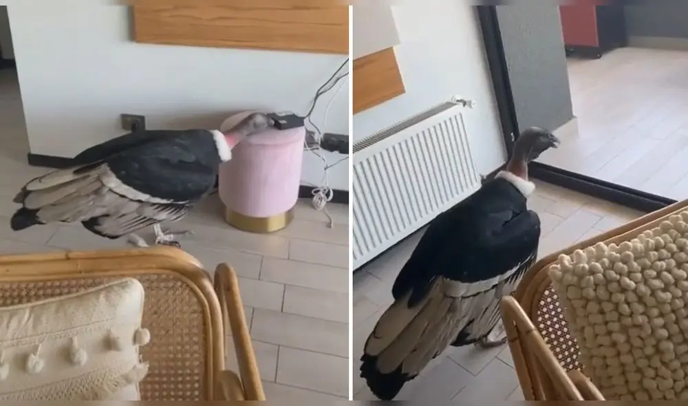 La escena se llevó más de 11.500 ‘me gusta’ en TikTok. Foto: captura de TikTok