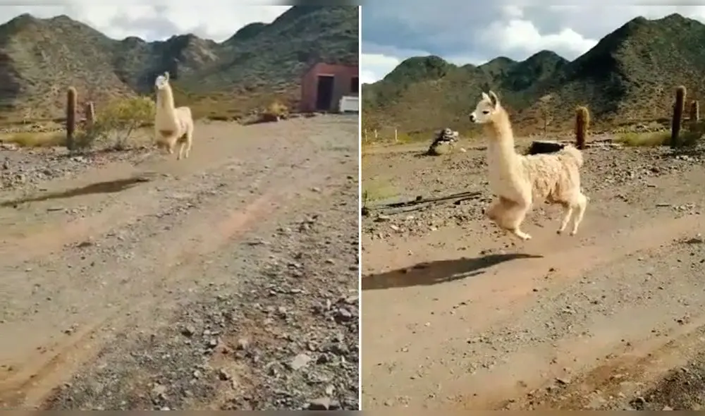 El video ha conseguido más de 359.800 reproducciones. Foto: captura de TikTok