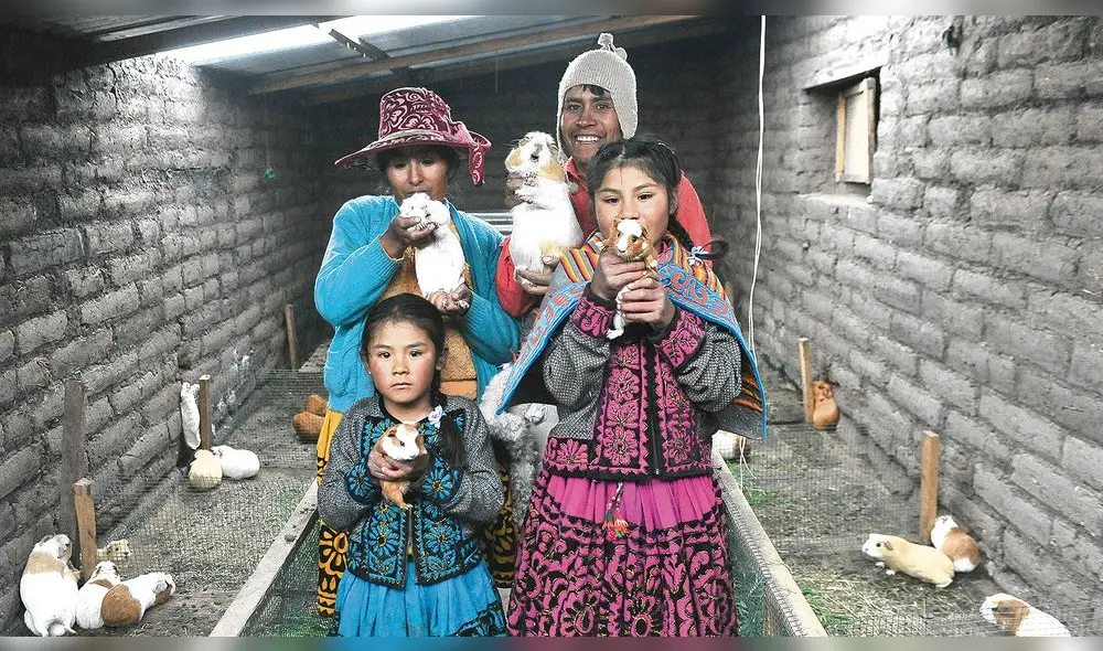 Logro. Urbano y su familia hoy tienen truchas, cuyes y un fitotoldo con los que sobrevivieron durante la pandemia. Logro. Urbano y su familia hoy tienen truchas, cuyes y un fitotoldo con los que sobrevivieron durante la pandemia.