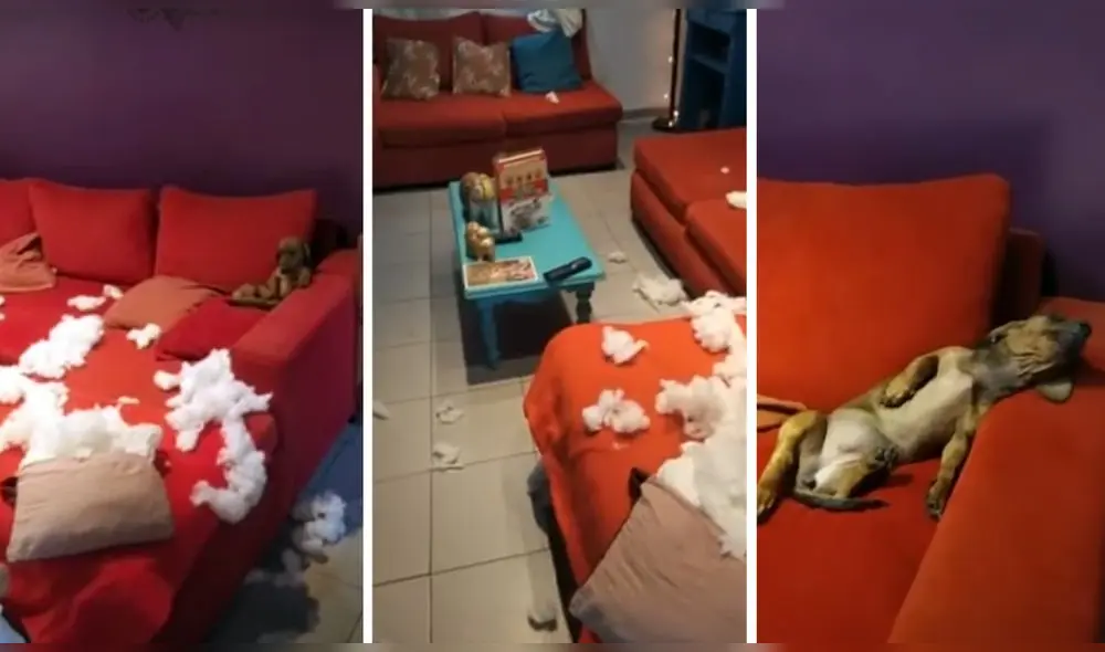 Video compartido en el canal de YouTube Rumble Viral. Foto: captura de YouTube