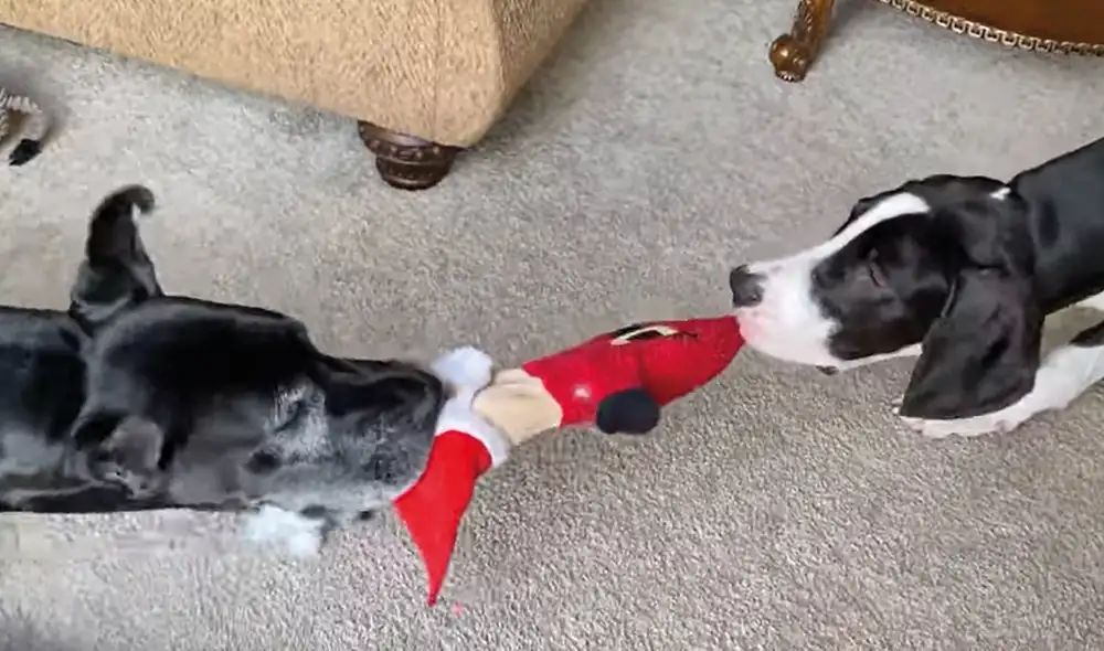 Ambas mascotas luchan con todas sus fuerzas para llevarse el Santa Claus de peluche. Foto: captura de YouTube Ambas mascotas luchan con todas sus fuerzas para llevarse el Santa Claus de peluche. Foto: captura de YouTube