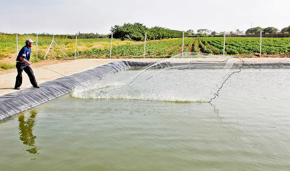 Potencial. A pesar de que la producción pesquera es sexta en el mundo, la de acuícola se ubicó en el puesto 37 en el 2018. Foto: Andina