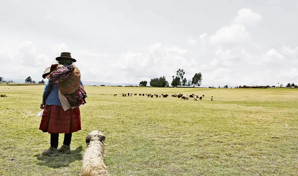 Pastoreo. Leonor Salvatierra tuvo que subir el precio de sus corderos ante la pandemia. Foto: Marco Cotrina/ La República