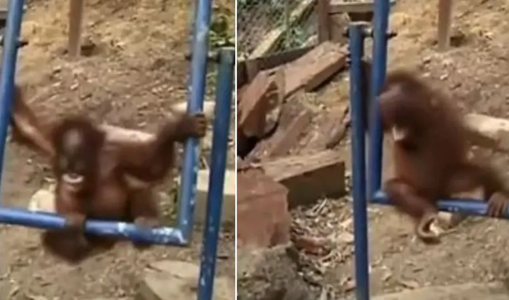 El conmovedor llanto de un bebé orangután tras golpearse con un columpio. Foto: captura de TikTok.