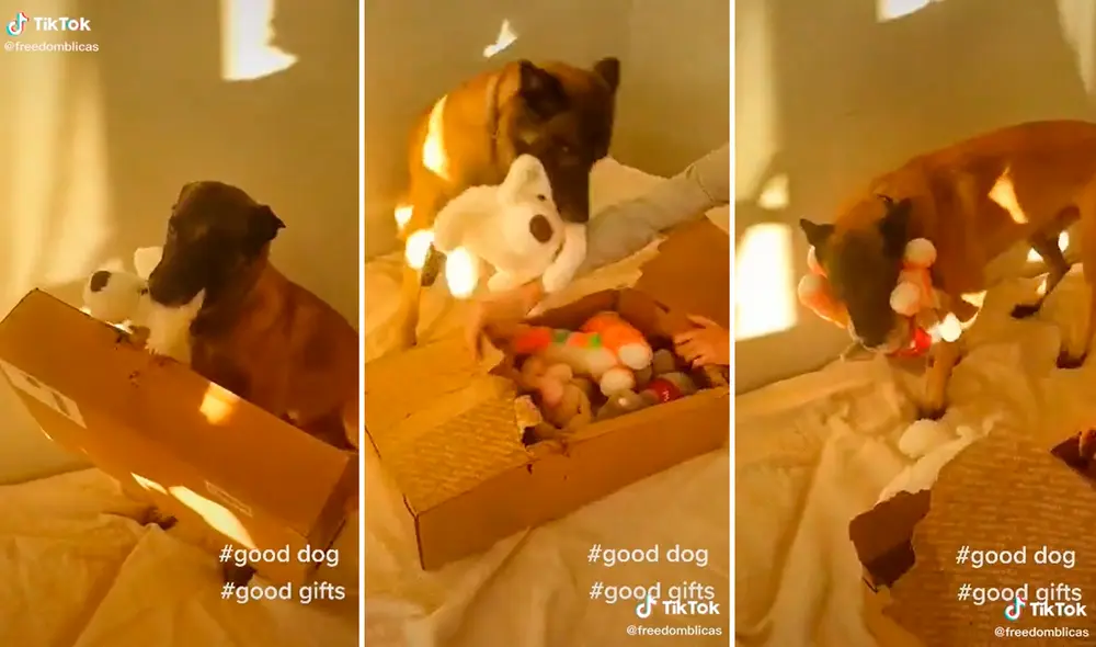 El perrito mostró su gran felicidad al notar que le habían regalado decenas de peluches para jugar. Foto: captura de TikTok