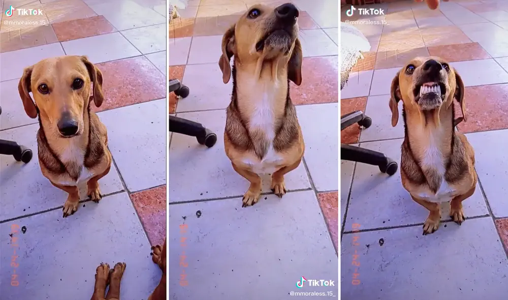 La perrita mostró su lado más rudo en caso se asomara un delincuente por su casa. Foto: captura de TikTok