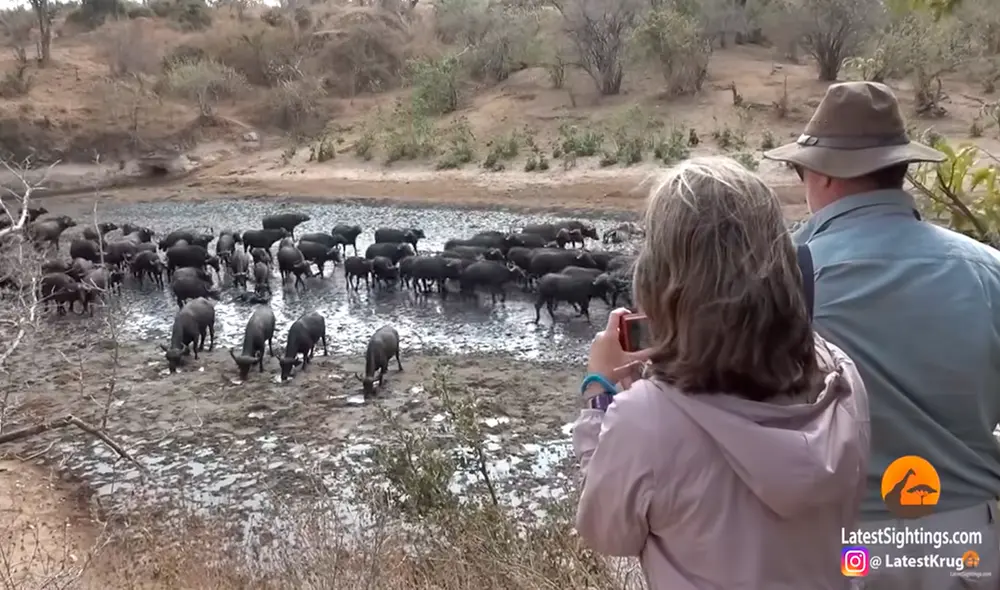 Aunque quisieron rescatar a sus cachorros, a los búfalos solo les quedó mirar cómo sus crías eran devoradas por los 30 leones. Foto: captura de YouTube