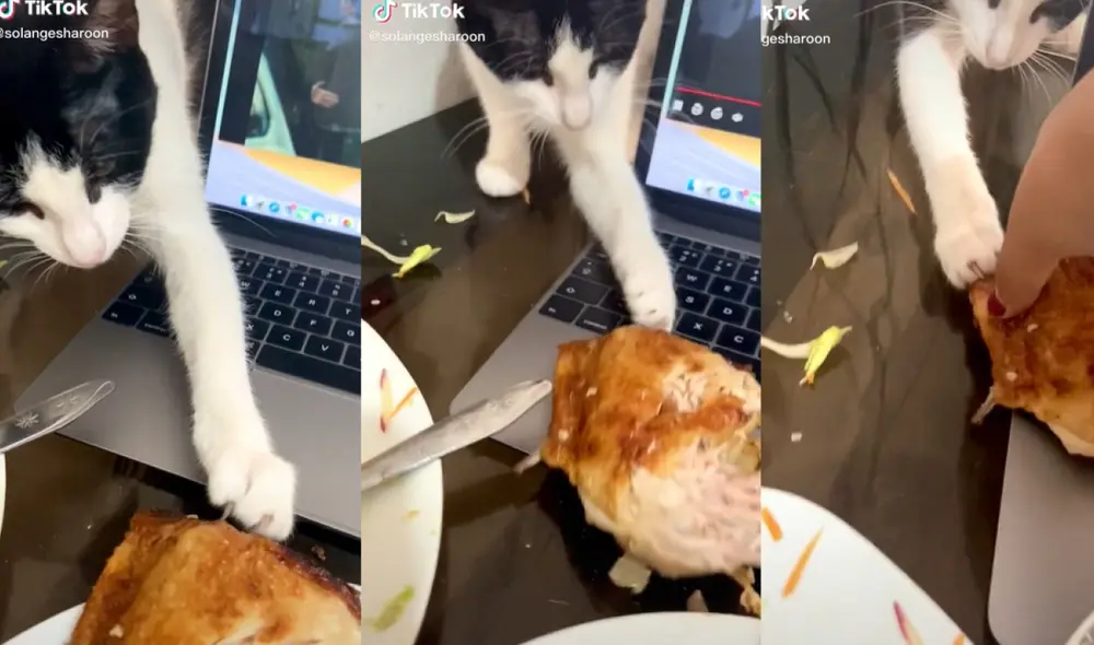 El gatito arrastró la presa de pollo a la brasa por el teclado de la laptop, pero su dueña evitó que se lo lleve. Foto: captura de TikTok