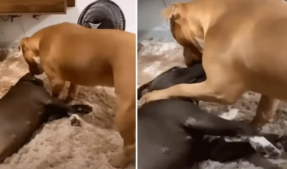 Una perrita se echó en medio de su sala y se quedó profundamente dormida; sin embargo, no imaginó que su acción iba a causar un susto a su compañero. Foto: captura de Facebook