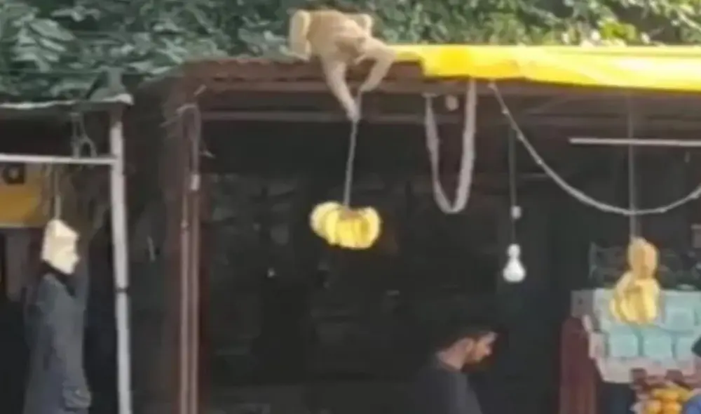 Travieso monito aprovecha la distracción de un vendedor para robarle sus plátanos. Foto: captura de TikTok. Travieso monito aprovecha la distracción de un vendedor para robarle sus plátanos. Foto: captura de TikTok.