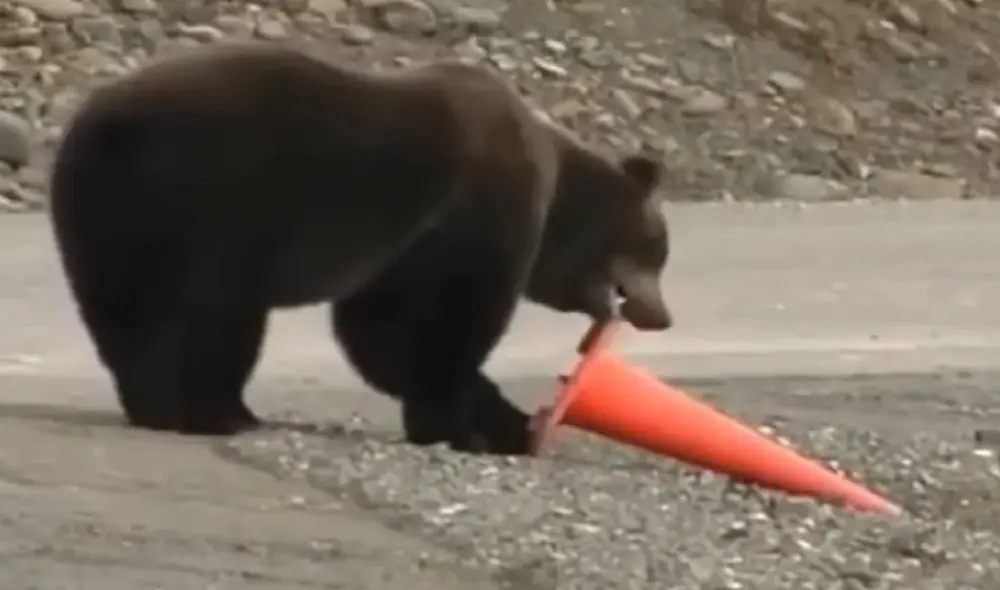 Oso recoge un cono de seguridad y lo pone en su sitio para que 'nadie corra peligro'. Foto: captura de TikTok