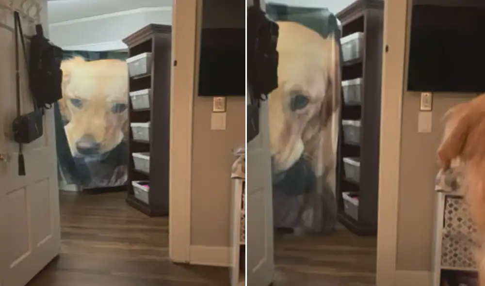 Miles de usuarios han quedado cautivados con este video. Foto_: captura de YouTube