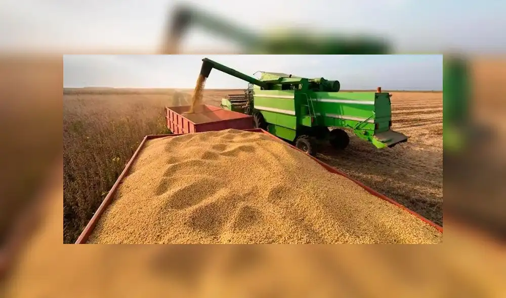 El trigo tuvo una caída de US$ 3,95 y se posicionó en US$ 295,42 por tonelada, debido a “cuestiones técnicas luego de haber iniciado la jornada al alza”. Foto: Infocampo El trigo tuvo una caída de US$ 3,95 y se posicionó en US$ 295,42 por tonelada, debido a “cuestiones técnicas luego de haber iniciado la jornada al alza”. Foto: Infocampo