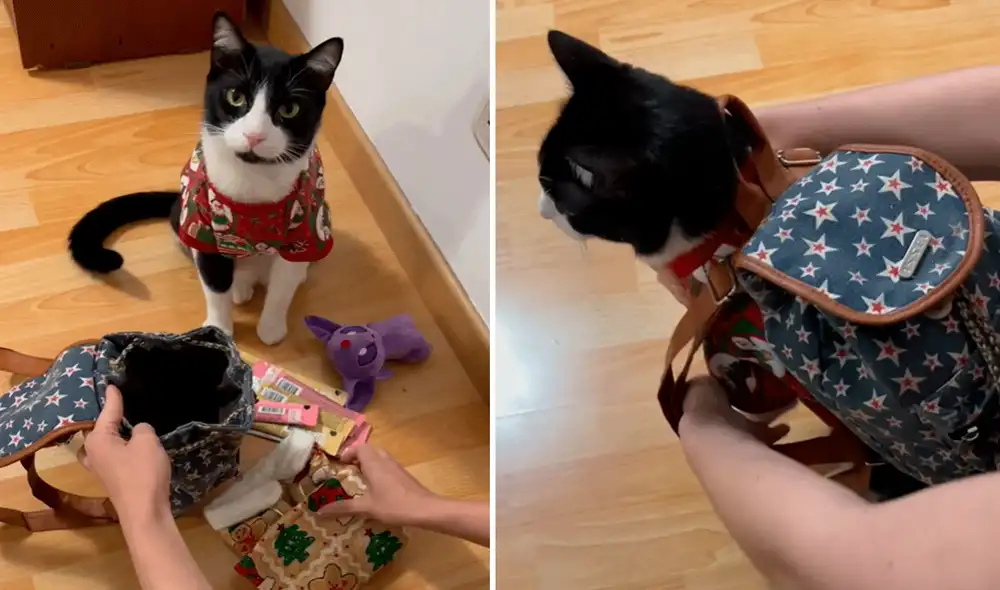 Una joven acordó con su hermana que su mascota permanezca un día en su casa antes de las fiestas navideñas para que pase tiempo con otros gatitos. Foto: captura de Facebook