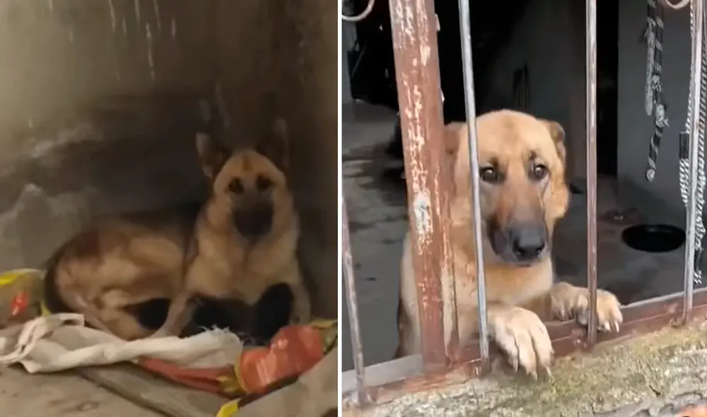 Un grupo de amigos escuchó ruidos en el interior de una vivienda antigua; por ello, se acercaron para averiguar y se llevaron una conmovedora sorpresa. Foto: captura de YouTube