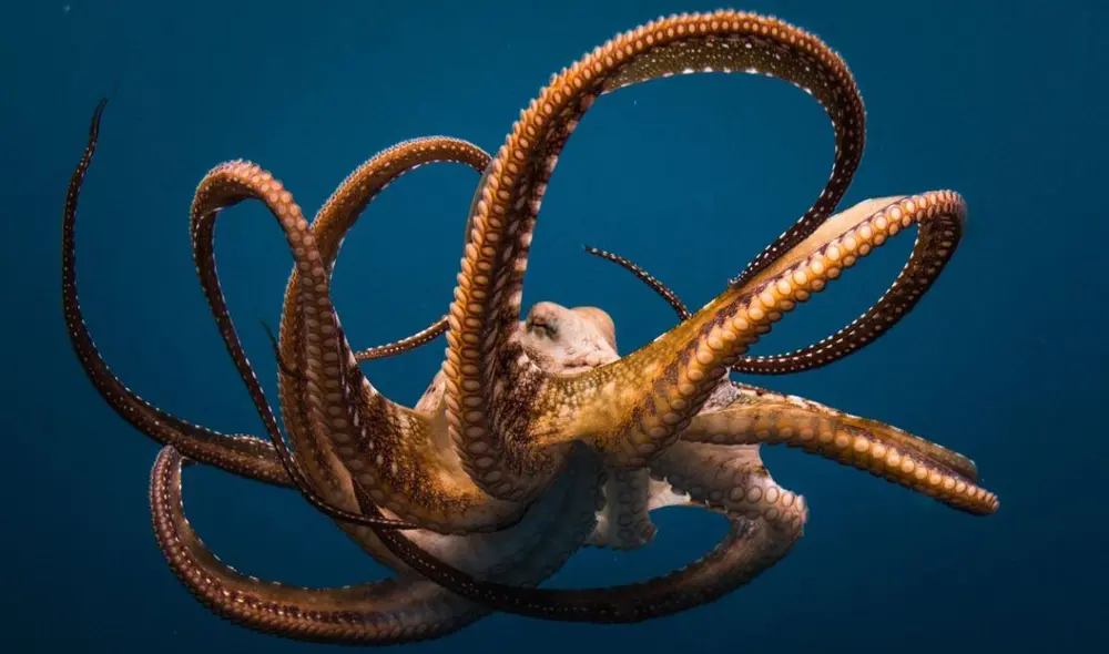 El pulpo es considerados unos de los animales más inteligentes de la Tierra. Foto: Nat Geo