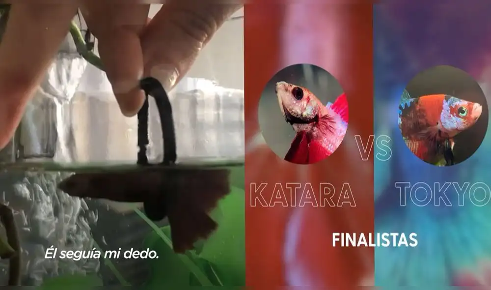 Video ha sumado más de 44.300 reproducciones en YouTube. Foto: captura de YouTube