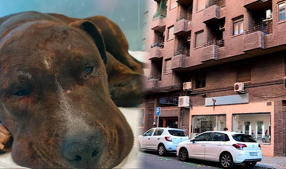 Santa ha resultado herido de importante gravedad. Foto: composición/AIBA-EFE