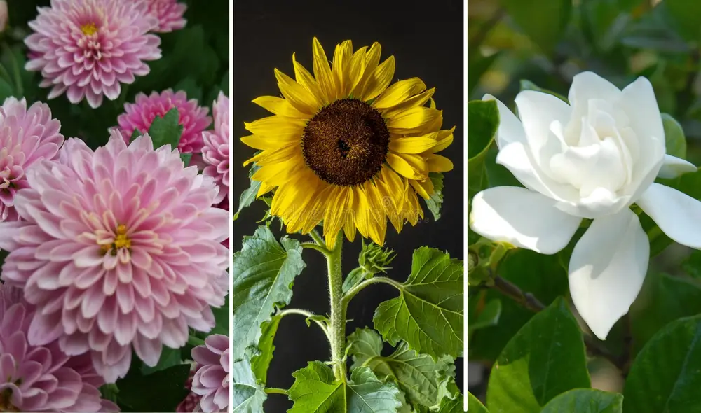 Las flores que se colocan en el hogar durante Año Nuevo pueden atraer la buena suerte y fortuna. Foto: composición La República