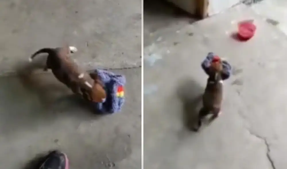 Los usuarios quedaron conmovidos con la escena protagonizada por el cachorro y su dueña, quien fue firme en su decisión para lograr que su mascota obedezca. Foto: captura de TikTok