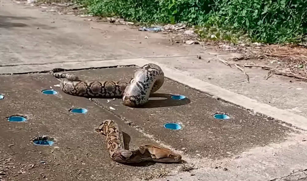 Los transeúntes preocupados vieron al animal en peligro y llamaron a los bomberos locales para pedir ayuda. Foto: captura de YouTube
