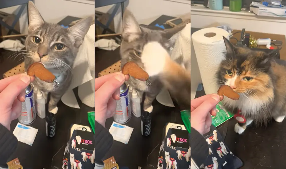 El aperitivo ofrecido por la mujer fue un chip de centeno. Foto: captura de YouTube El aperitivo ofrecido por la mujer fue un chip de centeno. Foto: captura de YouTube