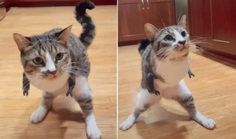 El usuario @purrasicduck suele compartir a través de sus redes las aventuras que pasa al lado de su mascota discapacitada, quien a diario se esfuerza por continuar con su vida. Foto: captura de TikTok