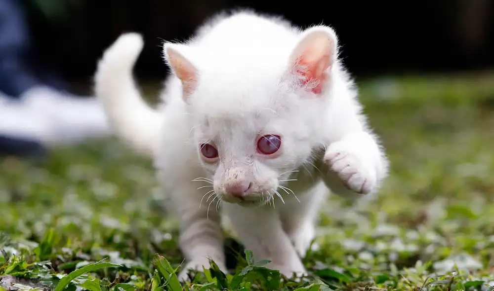 Según ambientalistas, el pequeño Jaguarundi tendrá que vivir en cautiverio. Foto: AFP Según ambientalistas, el pequeño Jaguarundi tendrá que vivir en cautiverio. Foto: AFP