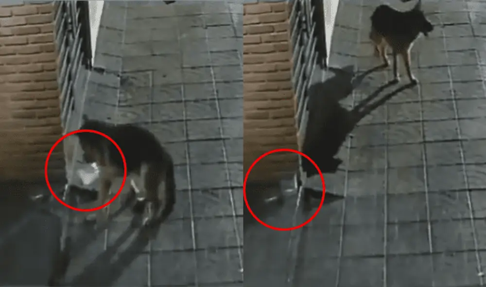 El clip acumula medio millón de reproducciones en redes sociales. Foto: captura de TikTok