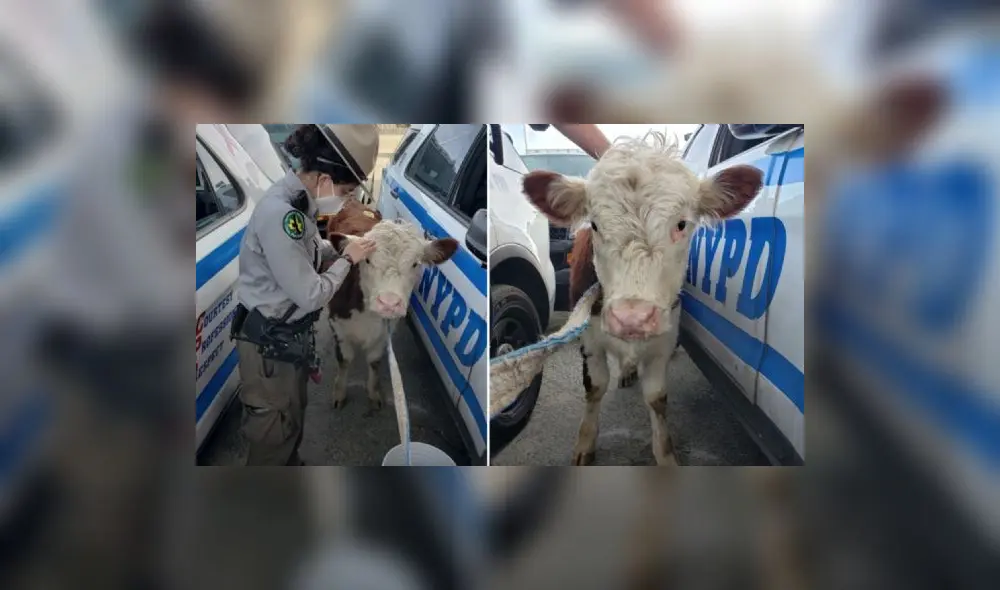 La historia del mamífero cautivó a usuarios de redes sociales. Foto: captura de Facebook La historia del mamífero cautivó a usuarios de redes sociales. Foto: captura de Facebook