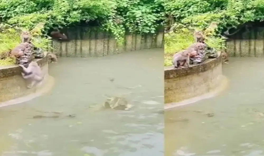 Monos arriesgan su vida al saltar sobre un estanque lleno de cocodrilos. Foto: captura de YouTube