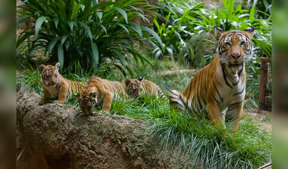 El tigre malayo es una de las especies de tigre más pequeñas. Foto: Los Ángeles Times El tigre malayo es una de las especies de tigre más pequeñas. Foto: Los Ángeles Times