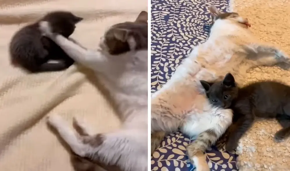 Una pareja tuvo que lidiar con el comportamiento de su mascota que no aceptó al nuevo integrante de la familia. Foto: captura de YouTube