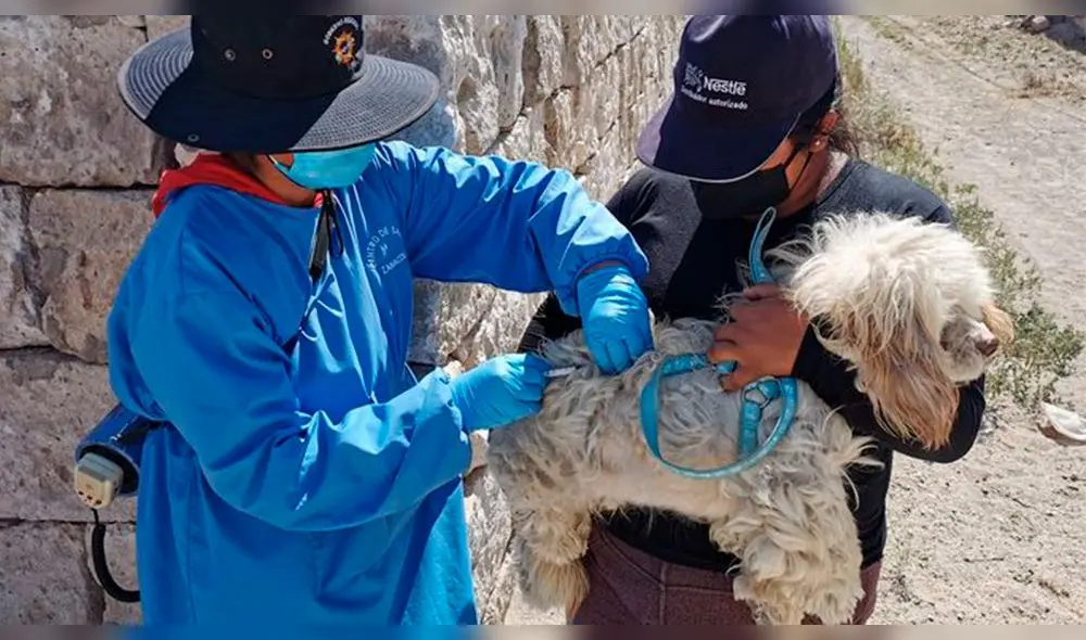 Este 2021, los distrito más afectados por la rabia canina fueron Cerro Colorado y Yura. Además, de Majes-El Pedregal en la provincia de Caylloma. Foto: Geresa Arequipa Este 2021, los distrito más afectados por la rabia canina fueron Cerro Colorado y Yura. Además, de Majes-El Pedregal en la provincia de Caylloma. Foto: Geresa Arequipa