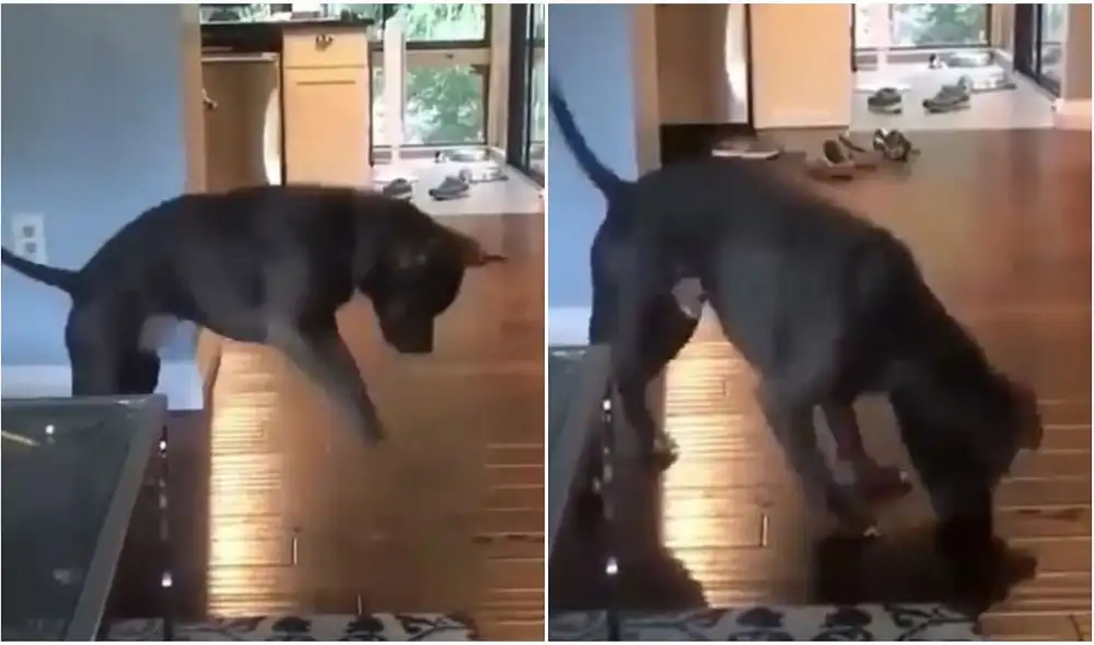 El video cuenta con más de 13.000 ‘me gusta’. Foto: captura de TikTok