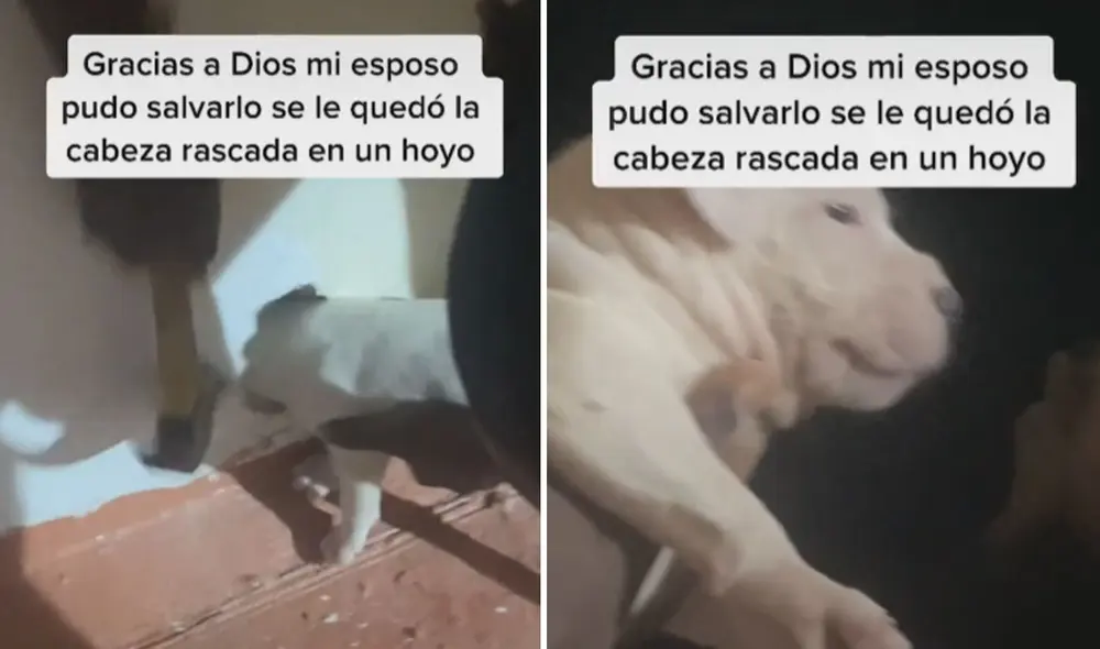 Los dueños del can se apresuraron en llegar a salvarlo y el perrito pudo estar a salvo pronto. Foto: captura de TikTok