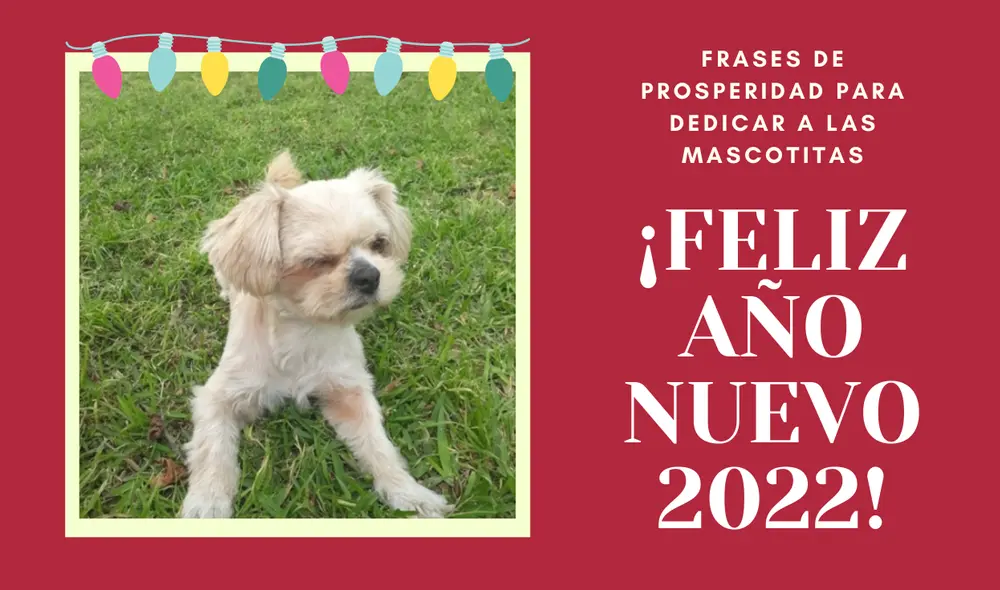 ¿Te gustaría dedicarle unas palabras bonitas a tu mascota por el Año Nuevo? Comparte con tus amigos, familiares y demás seres queridos estos bonitos mensajes de prosperidad. Foto: composición Valentín Fuentes/La República