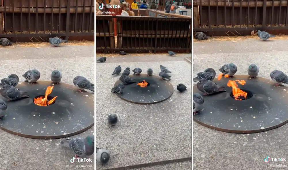 Las palomas se colocaron alrededor de la fogata para calentar su cuerpo ante el frío intenso. Foto: captura de TikTok