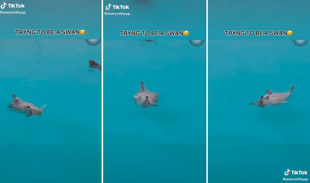 El nuevo estilo de natación llamó la atención en la web y muchos elogiaron las tácticas de la mascota en el agua. Foto: captura de TikTok
