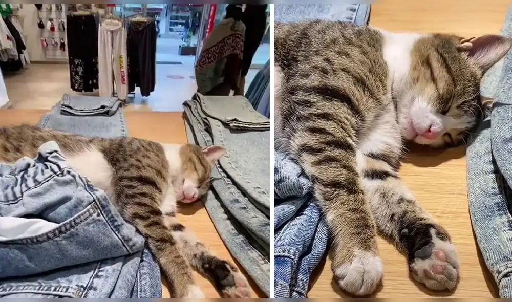 Video ha conseguido más de 281.000 reproducciones en TikTok. Foto: captura de TikTok