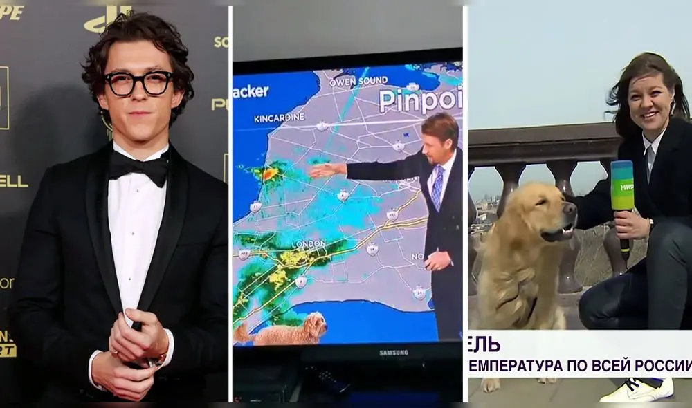 Los 5 bloopers más graciosos de la TV tienen desde perritos que buscan atención hasta confundir a personajes conocidos. Foto: composición LR
