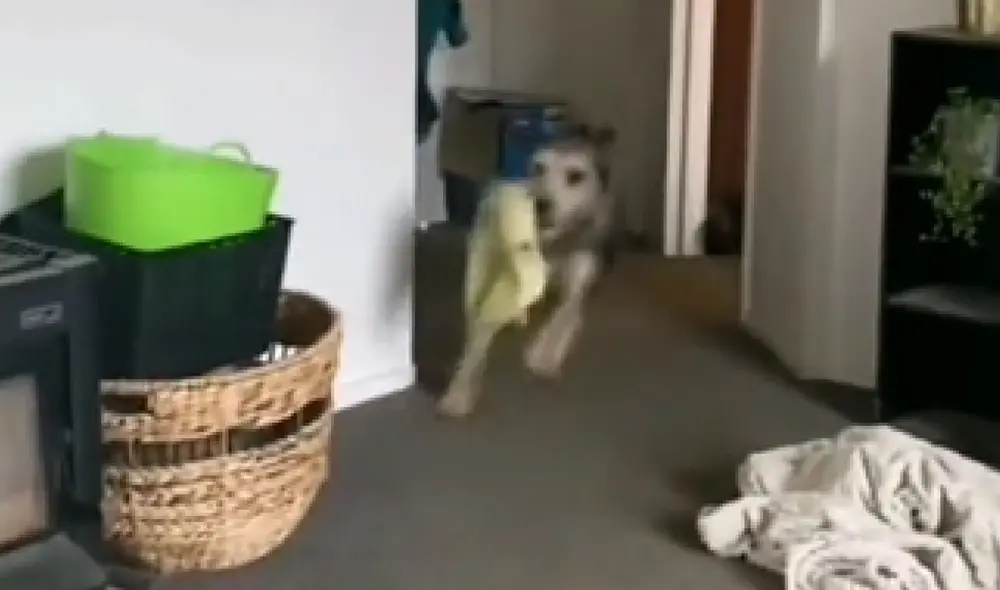 El animalito entró corriendo por su casa con el juguete sujetado en su boca. Foto: captura de TikTok