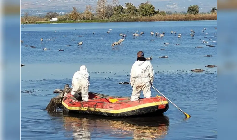 Trabajadores del parque reserva Lago Hula recogiendo los cadáveres de las aves que flotan en el lago. Foto: Instagram /Parks Il Trabajadores del parque reserva Lago Hula recogiendo los cadáveres de las aves que flotan en el lago. Foto: Instagram /Parks Il