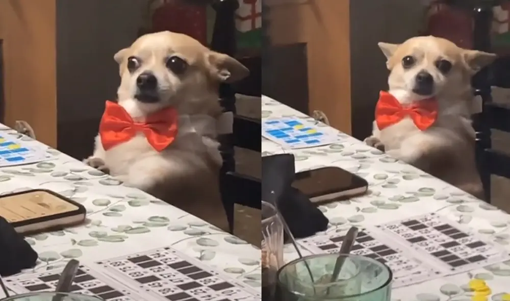 La mascota se mostró desconcertada por todos los reclamos que le hacía su dueña. Foto: captura de TikTok La mascota se mostró desconcertada por todos los reclamos que le hacía su dueña. Foto: captura de TikTok