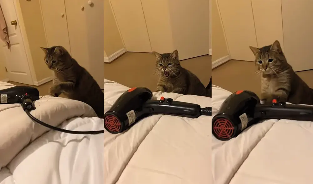 El gatito intentó botar el secador de pelo. Foto: captura de YouTube