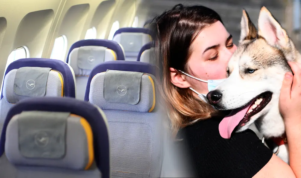 Viajar con tus mascotas en un avión.Las aerolíneas son cada vez más pet friendly. Foto: composición/AFP