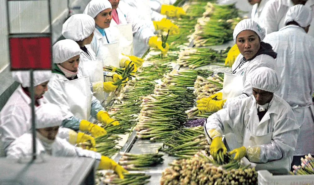 Se calcula que el subsidio a los agroexportadores superaría los S/400 millones por año. Foto: La República