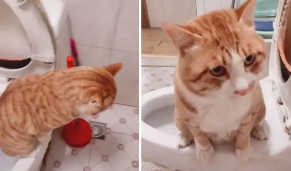 El clip ya cuenta con miles de likes en las redes sociales. Foto: captura de TikTok