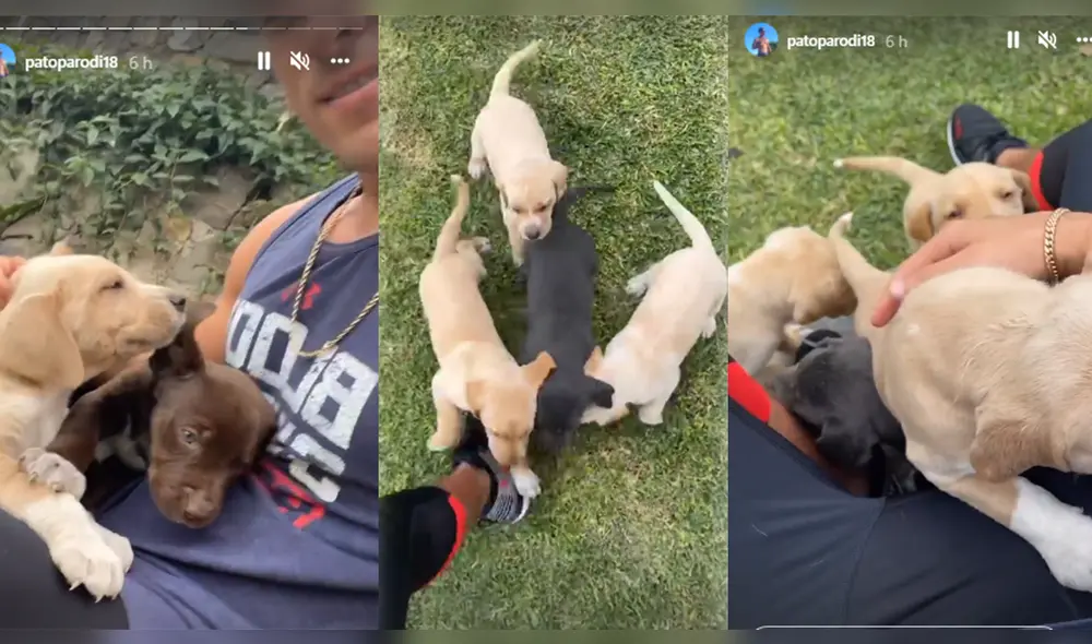 Patricio Parodi protagonizó cálido encuentro con sus pequeñas mascotas. Foto: composición/Patricio Parodi/Instagram Patricio Parodi protagonizó cálido encuentro con sus pequeñas mascotas. Foto: composición/Patricio Parodi/Instagram